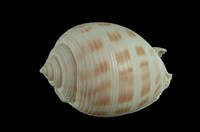 藏品(斑帶鬘螺)的圖片